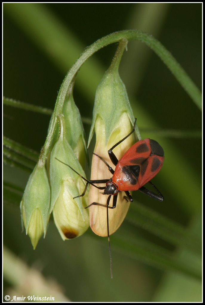 Heteroptera d''Israele: Miridae